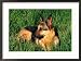 German Shepherd Lying in Grass Framed Photographic Poster Print by Francie Manning, 29x21