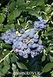 Patriot Blueberry, Two Gallon Plant by Monrovia Growers