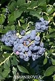 Patriot Blueberry, Two Gallon Plant by Monrovia Growers