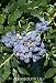 Patriot Blueberry, Two Gallon Plant by Monrovia Growers