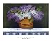 Lilacs of Nantucket by Robert Duff Fine Art Print / Poster 14.00 x 11.00 in.