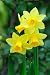 Yellow Dwarf Trumpet Daffodils with Tiny White Petal Tips - 60