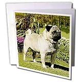 Dogs Pug - Fawn Pug - Greeting Cards-12 Greeting Cards with envelopes