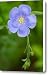 Single Flower Blue Flax Canvas Print / Canvas Art - Artist Steve Augustin