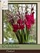 Honeyman Farms Gladiolus Plumtart Pack of 10 Bulbs