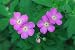 Wild Geranium Flowers - 18