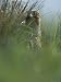 An Attwaters Prairie Chicken (Tympanuchus Cupido Attwateri) Hides in the Underbrush P...
