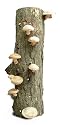Shiitake Mushroom Grow Log