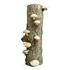 Shiitake Mushroom Grow Log