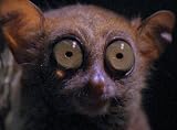 Tarsier: The Littlest Alien (home use)