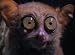 Tarsier: The Littlest Alien (home use)