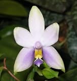 Phalaenopsis violacea coerulea '#7' x Phalaenopsis violacea coerulea '#3'