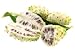 Fruits De Noni, Morinda Citrifolia, Phytomédicament - 24