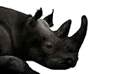 Animals - Rhinoceros (ceratotherium Simum) - 24