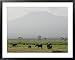 A Herd of Elephant Graze with Mount Kilimanjaro Associated Press Collection Framed Art Poster Print, 39x31