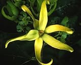 Chanel No.5 Perfume Tree 10 Seeds -Ylang Ylang- Cananga - FREE SHIPPING ON ADDITIONAL HIRTS SEEDS ORDERED & PAID WITH ONE PAYMENT!