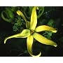 Chanel No. 5 Perfume Tree 10 Seeds
