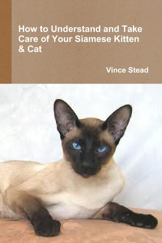 how to understand and take care of your siamese kitten  cat