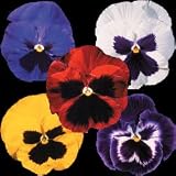 Pansy Seeds - Pansy Park's Whopper Mix