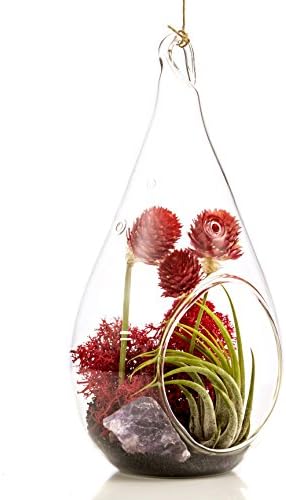 Air Plant Terrarium with 7.5" Glass Teardrop Globe, Vital Passion
