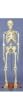 Life-Size Skeleton - 66 inches tall