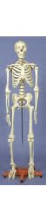 Life-Size Skeleton - 66 inches tall
