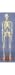 Life-Size Skeleton - 66 inches tall