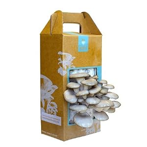 Back to the Roots Mushroom Kit, 3-Pound Packages