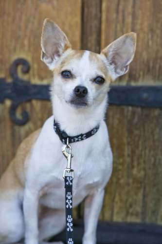 LupinePet Originals 1/2" Bling Bonz 8-12" Adjustable Collar for Small Dogs