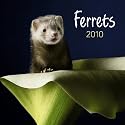 Ferrets 2010 Square Wall (Multilingual Edition)