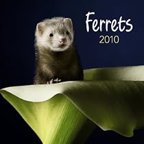 Ferrets 2010 Square Wall (Multilingual Edition)