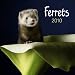 Ferrets 2010 Square Wall (Multilingual Edition)