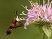 Hummingbird Clearwing Moth Visiting Garden Flowers for Nectar, Belmont, Massachusetts...