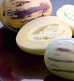 Pepino Melon Pear 10 Seeds - Solanum muricata - Indoors / Out - B000TXY0UY