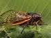Periodical Cicada or 17 Year Cicada after Emergence Photographic Poster Print