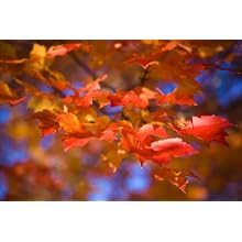 Photos by Matt Dames MD4VL36X24 Peel and Stick Artwork #4 Vinyl Label, 36" Length x 24" Width