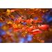 Photos by Matt Dames  MD4C36X24 Artwork #4 Fall Leaves on Canvas, 36" Length x 24" Width