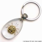 Real Insect Key Chain - Ten-Star Leaf Beetle