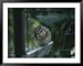 A Chipmunk Eats a Seed in Rock Creek Park Framed Art Poster Print by Taylor S. Kennedy, 49x39