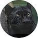 from Advanta Black Panther Animal Wildlife Fridge Magnet