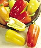 Gypsy Hybrid Pepper 4 Plants-Fry/Roast/Fresh/Salad - ORDER NOW!