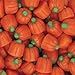 Brachs Mellowcreme Pumpkins 24 Oz Value Bag