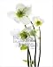 Hellebore - Art Print Poster 15.75 x