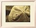 Sand Dollar Animals Framed Art Poster Print by Cyndi Schick, 22x18