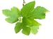 Fig Tree - 36