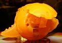 BAKUGAN BAKUCLEAR NEW LOOSE RARE NEON ORANGE STALKER SAURUS FLUORSCENT ORANGE 680G