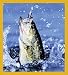 Bass Bookmark