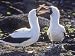 Pair of Nazca Boobies, Sula Granti, in a Courtship Display Animal Photographic Poster Print by Kent Kobersteen, 24x32