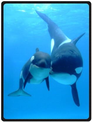 Treasure Design Discount Whale and Fish Friend Blanket 58" x 80" (Large)