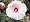 Hibiscus Southern Belle Mix 25 Plants